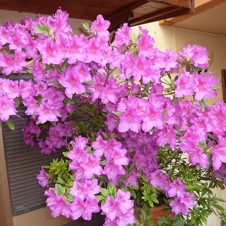 Guest house Primettahouse San Gimignano